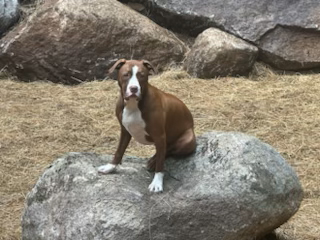 A picture of a dog named Mia