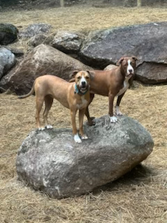 A picture of two dogs, Pia and Fern